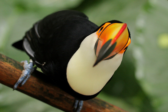 Tucan Looking at the Camera