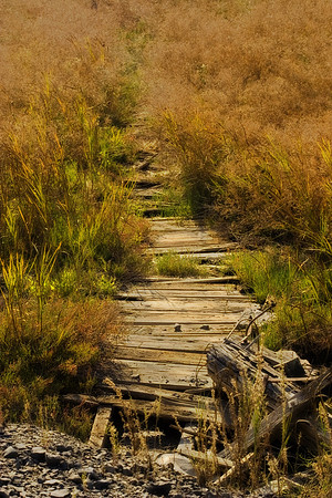 Path through the marsh