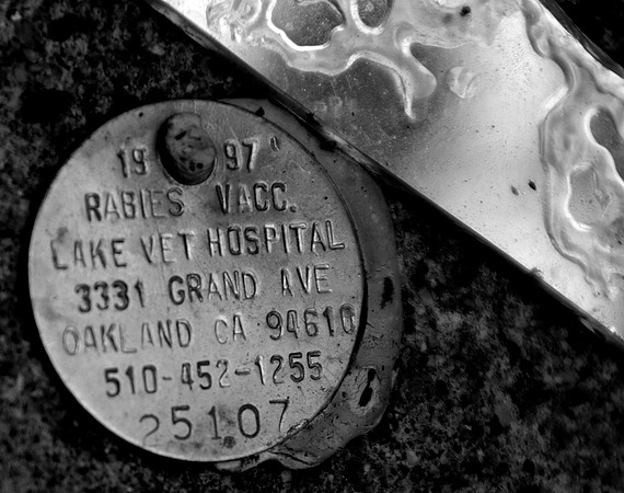 Dog Tag