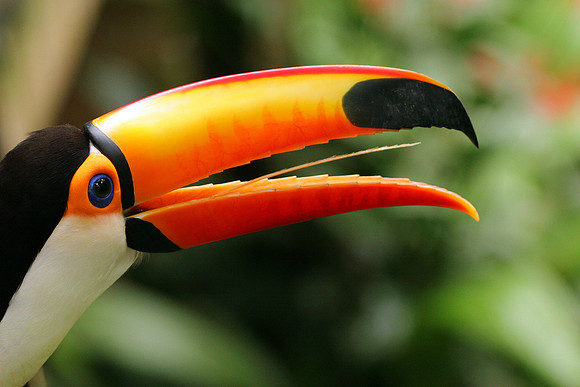 Tucan Beak and Tongue