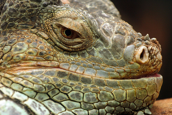 Giant Iguana Face