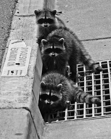 Raccoons up to no good
